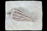 Crinoid (Agaricocrinus) Fossil - Crawfordsville, Indiana #99923-1